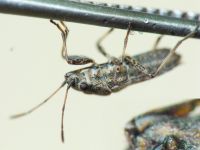 Ortholomus punctipennis