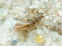Nysius helveticus