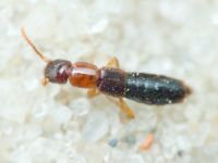 Staphylinidae