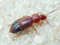 Staphylinidae