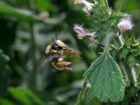 Anthidium manicatum