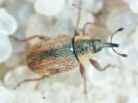 Gymnetron villosulum