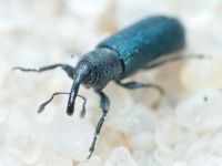 Mecinus janthinus