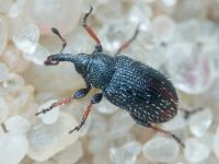 Gymnetron rostellum