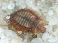 Platynaspis luteorubra