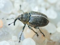 Curculionidae