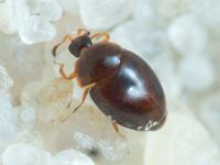 Orthoperus