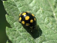 Coccinula quatuordecimpustulata