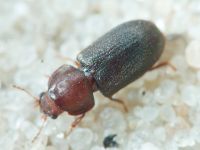 Ciidae