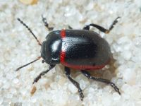 Chrysolina limbata
