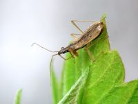 Nabis rugosus