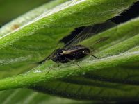 Aphis