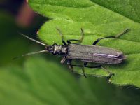 Oedemera lurida