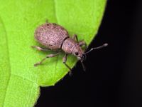 Sciaphilus asperatus
