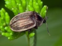 Phosphuga atrata