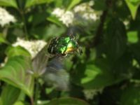 Cetonia aurata