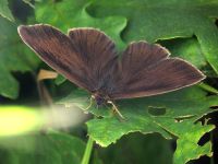 Aphantopus hyperantus