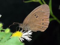 Aphantopus hyperantus