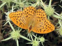 Argynnis paphia
