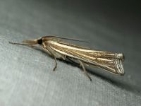 Crambidae