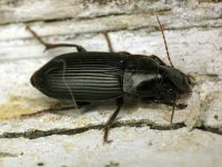 Pseudoophonus calceatus