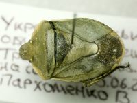Chlorochroa pinicola