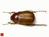 Xanthotrogus tadzhikorum