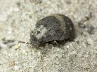 Byrrhus fasciatus