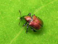 Byctiscus populi