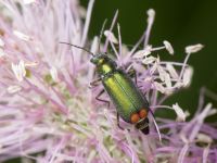 Malachius bipustulatus