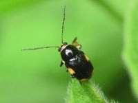 Cryptocephalus (Cryptocephalus) moraei