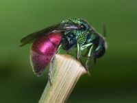 Chrysididae
