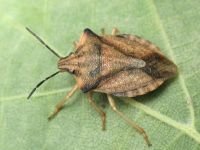 Carpocoris fuscispinus