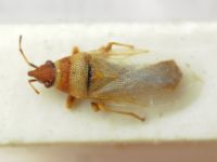 Oxycarenus (Euoxycarenus) pallens