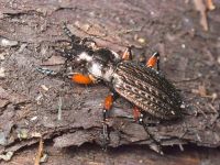 Carabus (Carabus) granulatus