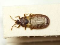 Aneurus (Aneurus) laevis