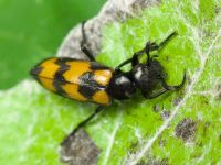 Mylabris pusilla