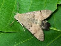 Macroglossum stellatarum