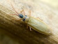 Agramma atricapillum