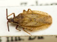 Catoplatus fabricii