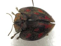 Cyrtonota inspicata