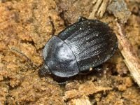 Phosphuga atrata