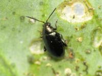 Phyllotreta cruciferae