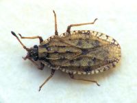 Tingis (Tropidocheila) ragusana