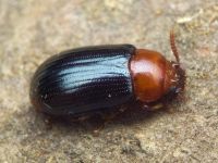 Neomida haemorrhoidalis
