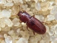 Cerylon ferrugineum