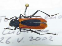 Amarysius altajensis