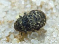 Anthribus nebulosus