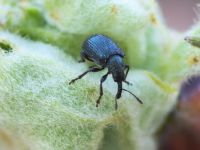 Neocoenorrhinus pauxillus