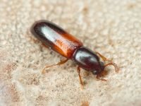 Corticeus fasciatus